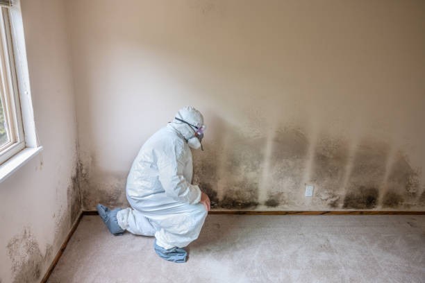 Best Residential Mold Inspection & Testing  in Mshall, AR